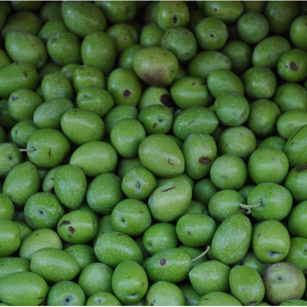 OLIVE GREEN