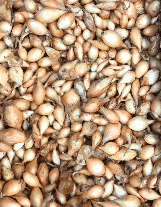 ONIONS SETS