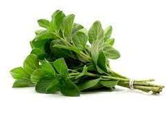 OREGANO HERB