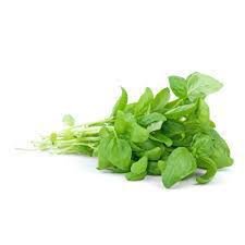 HERB BASIL