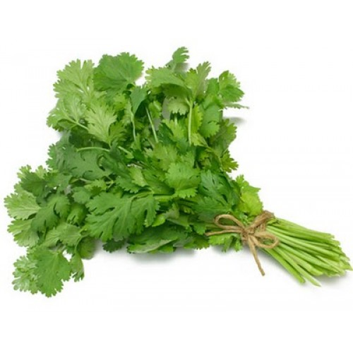 CILANTRO HERB