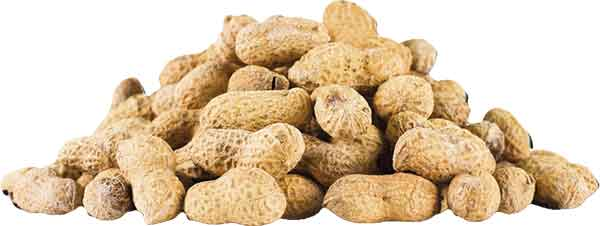 PEANUT ROASTED IN SHELL 6111