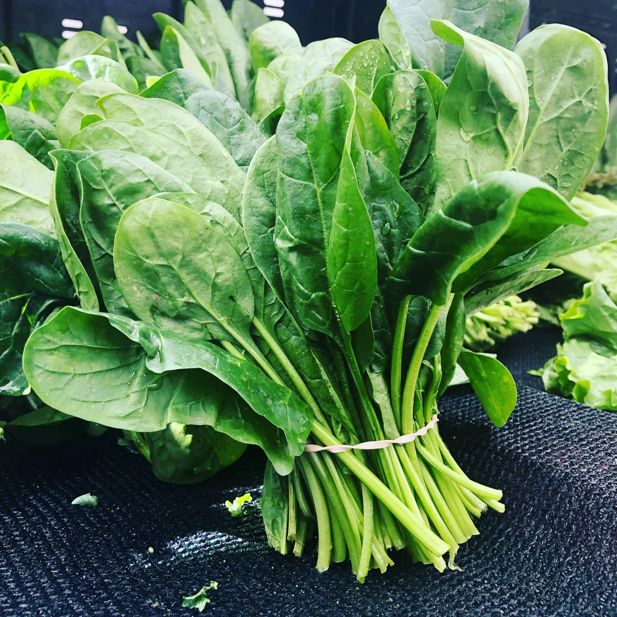 SPINACH
