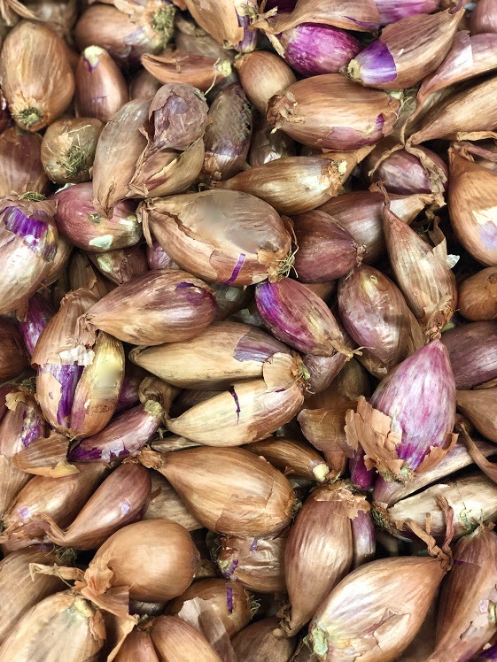 ONIONS SHALLOTS