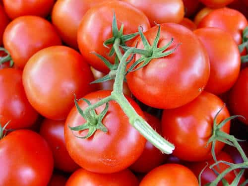 TOMATO ON THE VINE LARGE