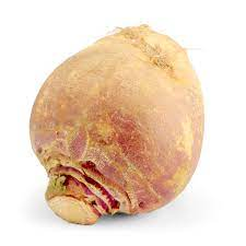RUTABAGA ROOT