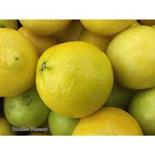 LEMON SWEET