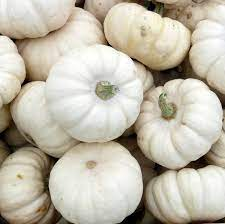 PUMPKIN WHITE MINI SMALL