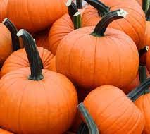 PUMPKIN ORANGE FIELD TRIP/ WHITE SMALL  