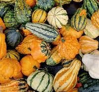 PUMPKIN GOURD  SMALL
